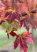 Closeup of transitioning fall color showing green, yellow, to deep red colors.