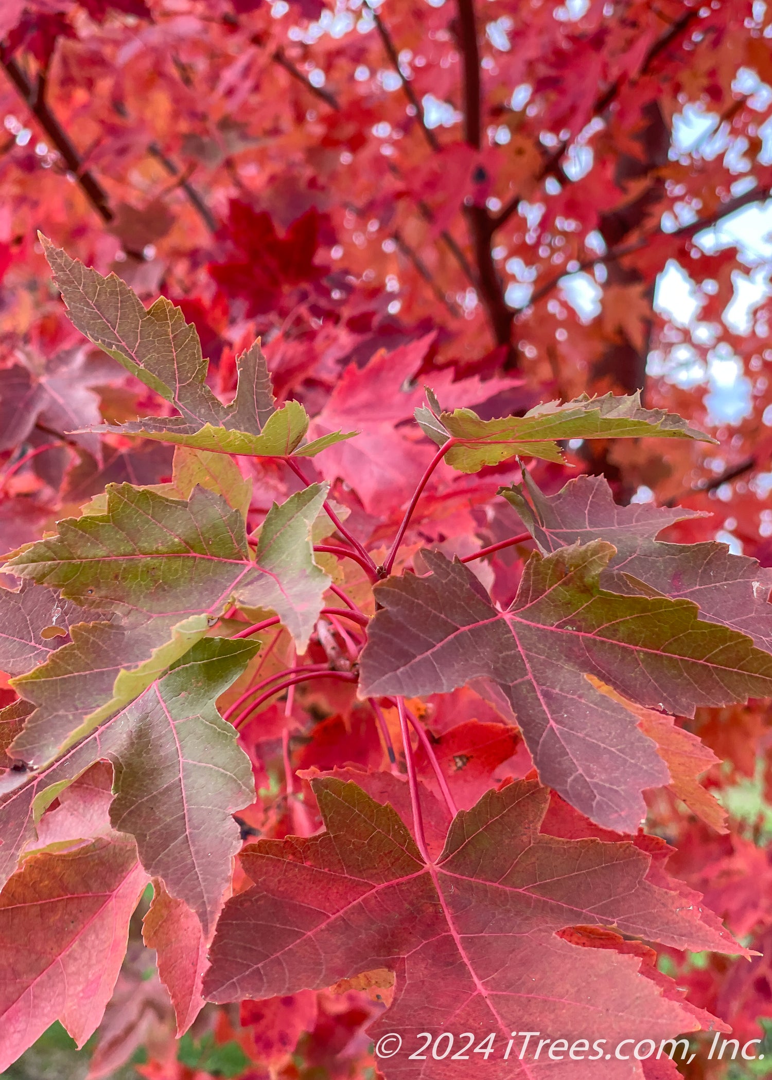 Autumn Fantasy® Maple