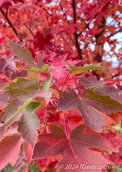 Closeup of transitioning fall color showing green to deep red colors.