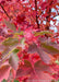 Closeup of transitioning fall color showing green to deep red colors.