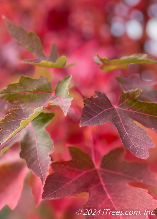 Closeup of deeply cut dark red leaves. 