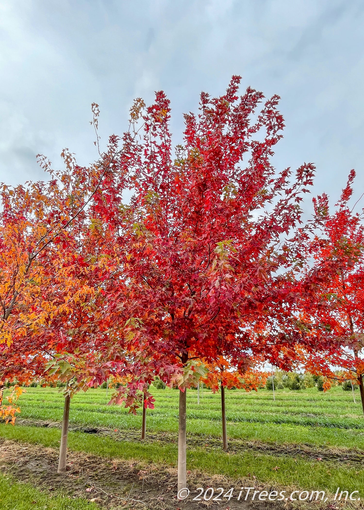 Inferno Maple Tree Autumn Fantasy® Maple