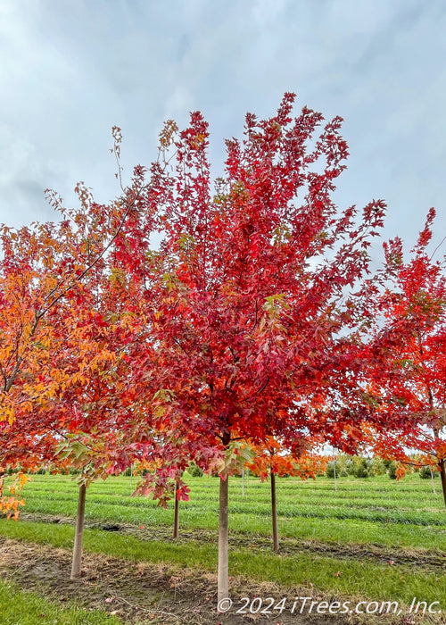 Autumn Fantasy Maple grows in a nursery row and shows deep wine red fall color, surrounded by other fall trees, and strips of green grass between rows.