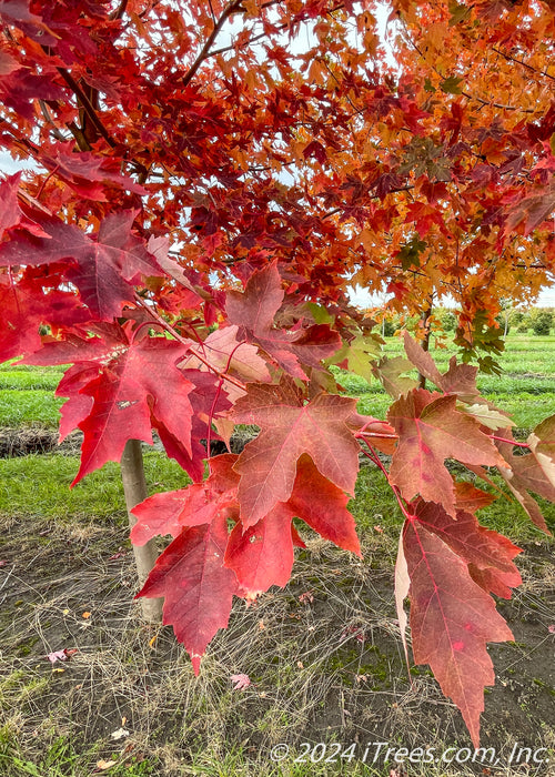 Closeup of Closeup of transitioning fall color showing green, yellow, to deep red colors.
