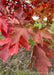 Closeup of transitioning fall color showing yellow, to deep red colors.