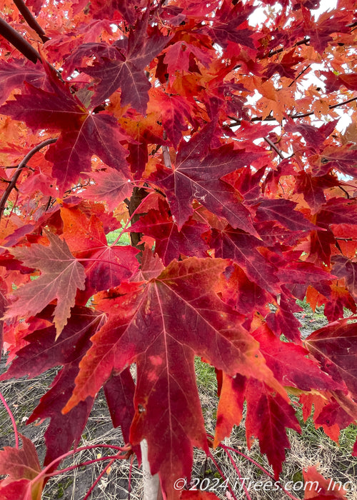 Closeup of transitioning fall color showing yellow, to deep red colors.