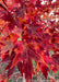 Closeup of transitioning fall color showing yellow, to deep red colors.