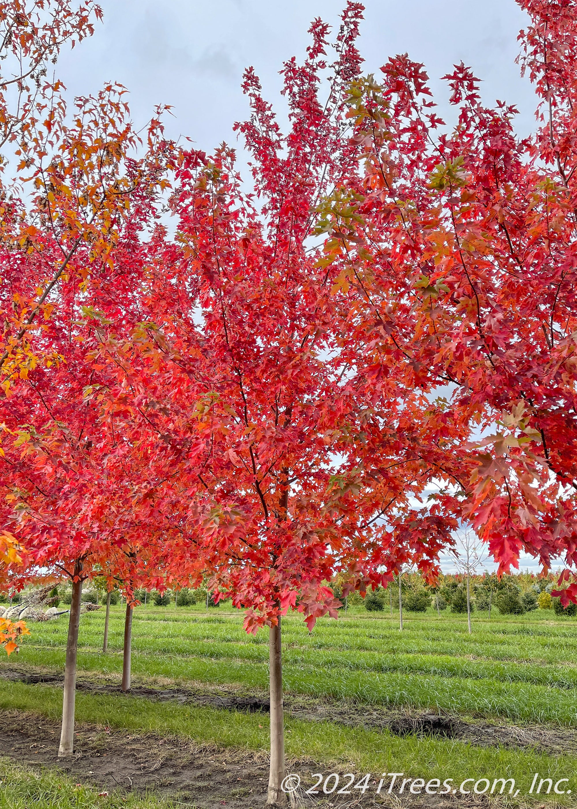 Autumn Fantasy® Maple