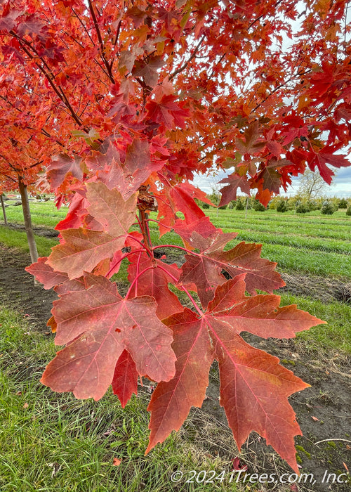Closeup of transitioning fall color showing a range of deep red colors.