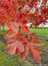 Closeup of transitioning fall color showing a range of deep red colors.