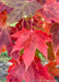 Closeup of transitioning fall color showing green, yellow, to deep red colors.