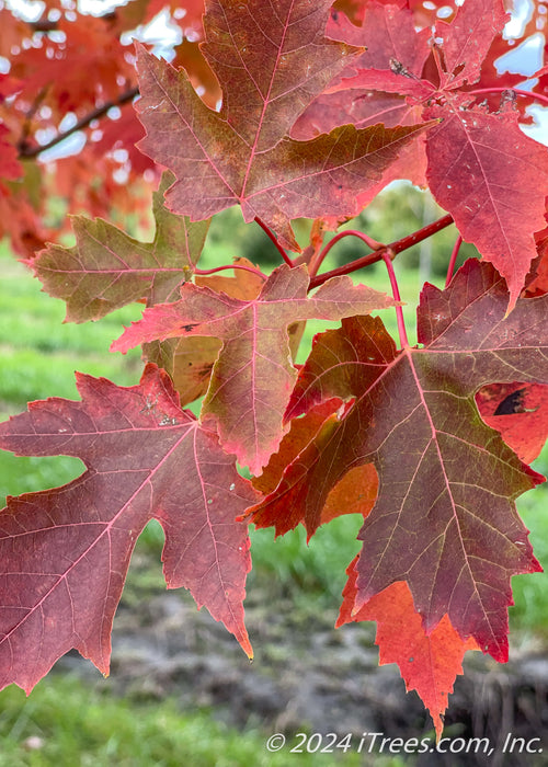Closeup of transitioning fall color showing green, yellow, to deep red colors.