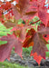 Closeup of transitioning fall color showing green, yellow, to deep red colors.