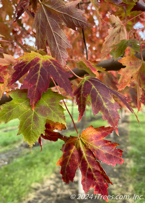 Closeup of transitioning fall color showing green, yellow, to deep red colors.