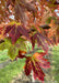 Closeup of transitioning fall color showing green, yellow, to deep red colors.