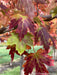 Closeup of transitioning fall color showing green, yellow, to deep red colors.