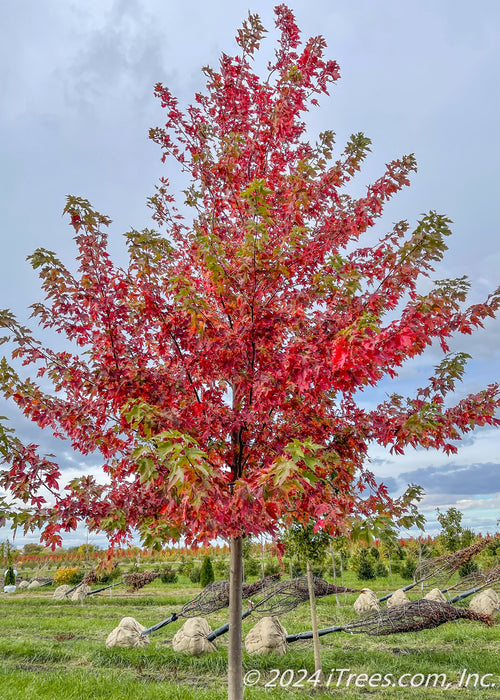 Autumn Fantasy Maple grows in the nursery and shows the crown of the tree with transitioning fall color showing colors changing from green, to yellow to deep wine red.