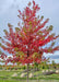 Autumn Fantasy Maple grows in the nursery and shows the crown of the tree with transitioning fall color showing colors changing from green, to yellow to deep wine red.