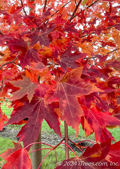 Closeup of deeply cut deep red fall leaves with red stems.