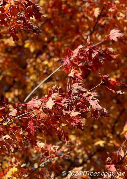 Closeup of a branch of leaves with bright fall color.