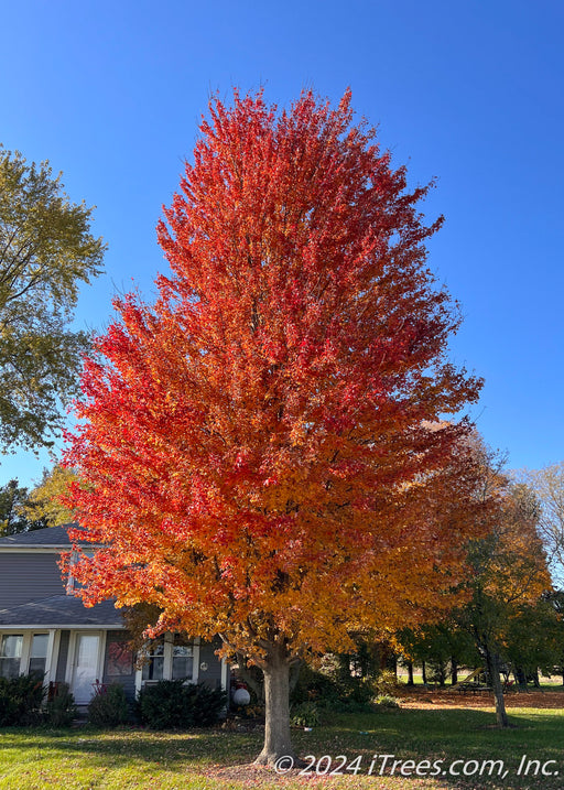 Mature Autumn Blaze showing fall color from yellow at the base of the canopy going up to bright red toward the top. 