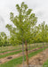Autumn Blaze Maple with a large ruler standing next to it to show height. 