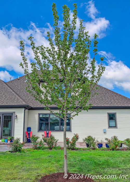 autumn blaze maple planting distance from house Autumn Blaze® Maple Tree for Sale | Fast-Growing, Fiery Fall Color | Free Delivery & Planting