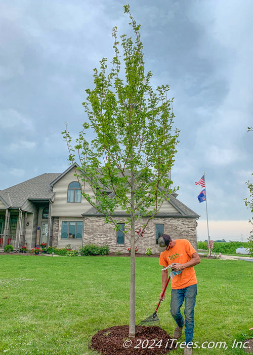 Newly planted Autumn Blaze Maple in a front yard with crew member raking mulch around the tree. 