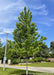 Autumn Blaze Maple with green leaves planted in an HOA entrance.