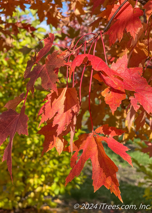 Closeup of red-orange fall color.
