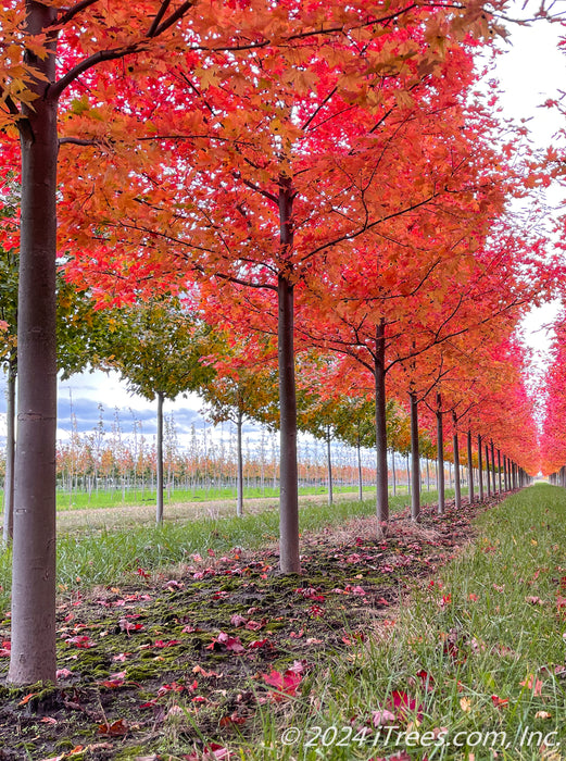 View of a row of Autumn Blaze from the ground showing closeup of trunks and underside of the tree's canopy of red fall color.