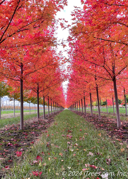 View of two rows of Autumn Blaze Maple in the nursery with red fall color showing trunks and underside of the canopies.