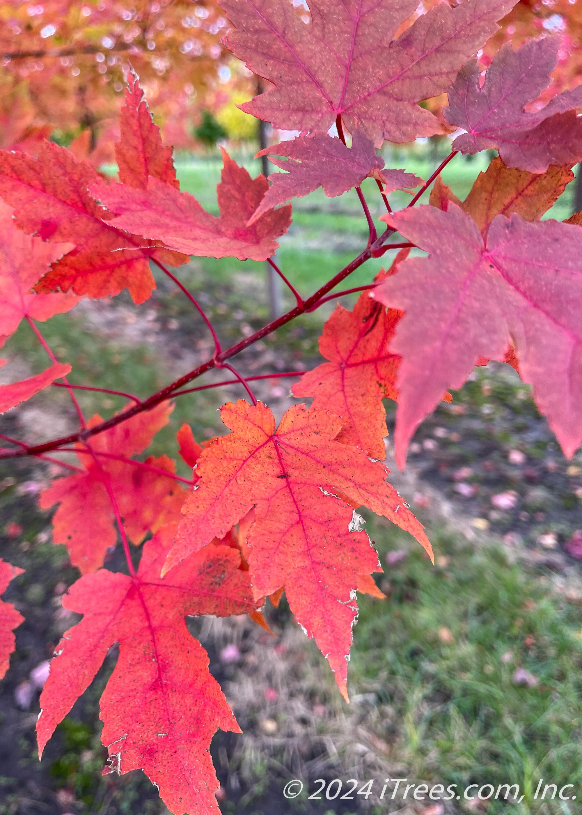 Tree Blaze Autumn Blaze® Maple Tree for Sale | Fast-Growing, Fiery Fall Color ...