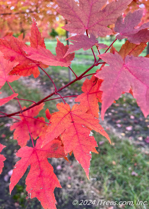 Closeup of bright red-orange fall color.