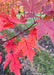 Closeup of bright red-orange fall color.