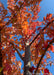 Closeup view of trunk and red leaves looking upward along the central trunk.