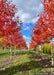 Two rows of Autumn Blaze Maple with bright red fall foliage and blue sky in the background.