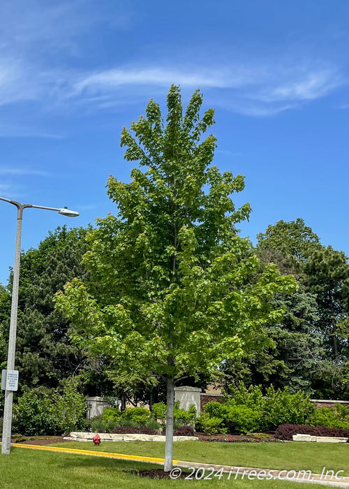 Autumn Blaze Maple with green leaves planted in a HOA enterance.