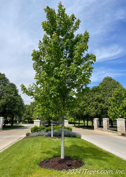 Autumn Blaze Maples planted in the entrance of a HOA.