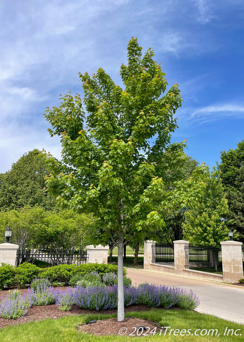 Autumn Blaze Maple with a full green canopy.