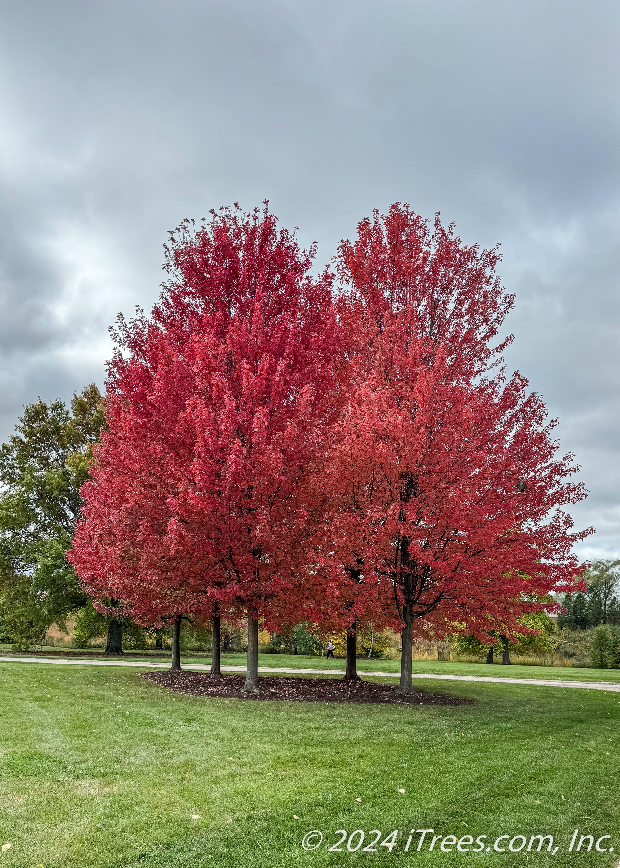 Tree Blaze Autumn Blaze® Maple Tree for Sale | Fast-Growing, Fiery Fall Color ...