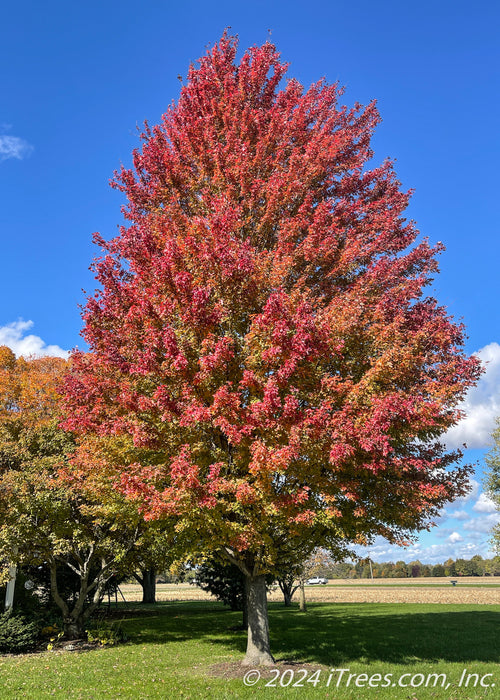 Autumn Blaze Maple planted in an open area of a yard with transitioning fall color. 