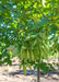 Closeup of Amur Flame's newly emerged green samaras otherwise known as helicopoters, and narrow, deeply serrated green leaves. 