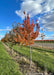 Amur Flame grows in the nursery and shows fiery red fall color.