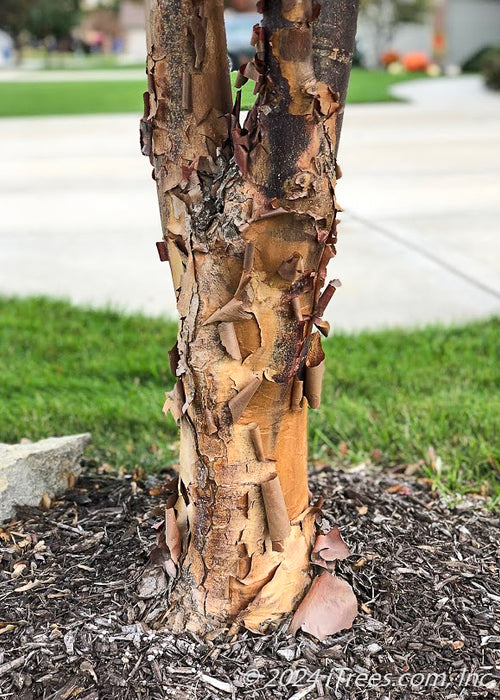 Closeup of low branched trunk showing shedding peeling bark curling away from the trunk.