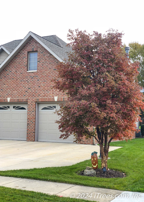 Low branched Paperbark Maple with changing fall color planted in a front landscape anchoring the driveway and sidewalk.