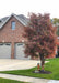 Low branched Paperbark Maple with changing fall color planted in a front landscape anchoring the driveway and sidewalk.