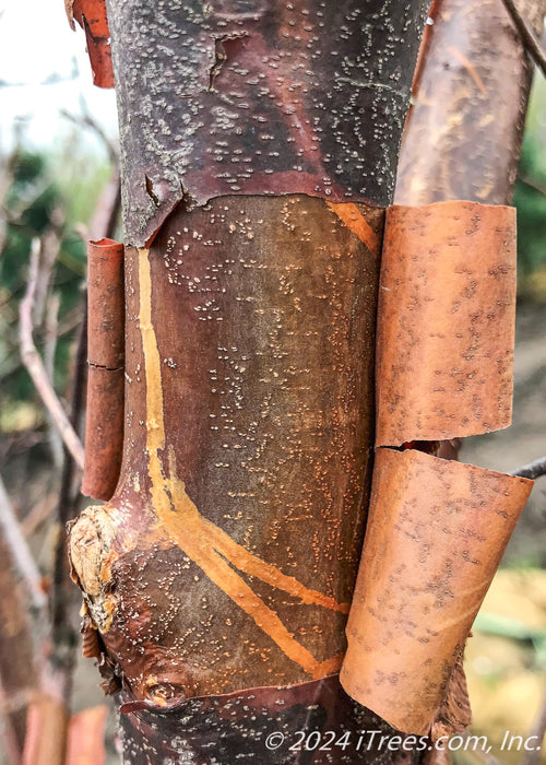 Closeup of reddish-tan peeling bark.