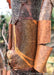 Closeup of reddish-tan peeling bark.