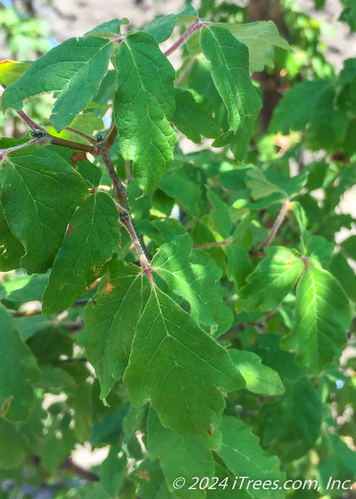 Closeup of green leaves.